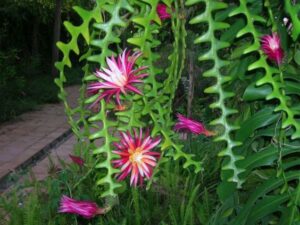 How to Care For Fishbone Cactus